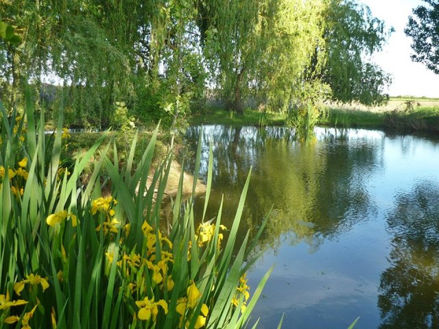 Pappné Farkucza Andrea kertje 05